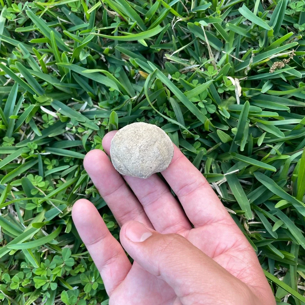 Fossilized Clam Shell Cast